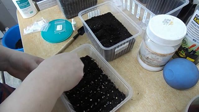 Сеем высокорослые томаты для теплиц 2020 год смотреть онлайн