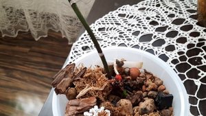Неубиваемая орхидея Дарвин, та ещё красотка!