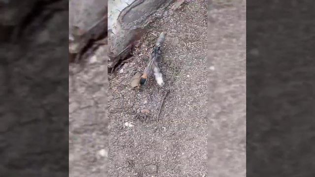 Насекомые/Удивительное насекомое/Необычные насекомые