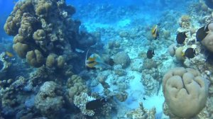 Риф отеля Reef Oasis Beach Resort