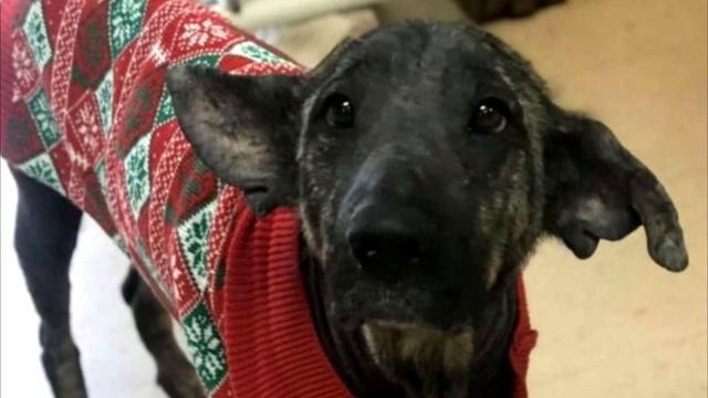 Бездомный пес выглядел как окаменевшая статуя! Но любовь творит чудеса! смотреть онлайн