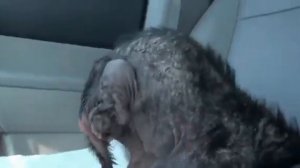 Грустные видео про животных(