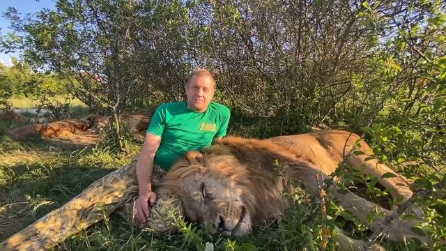 ВОЖАК ЛЬВОВ зевнул и лег спать прямо на коленях директора! смотреть онлайн