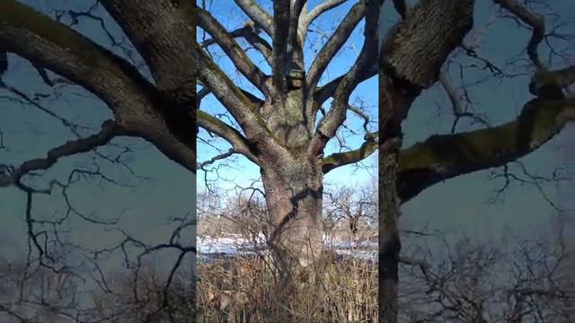 жизнь в деревне. В данном случае, это похоже на ту жизнь что была еще при Александре Пушкине ! смотреть онлайн