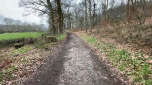 Walk in a winter forest Прогулка в лесу Все здороваются!