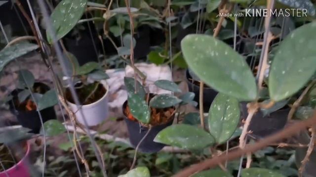 HOYA CARNOSA WILBUR GRAVES смотреть онлайн