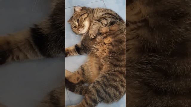 Люби меня люби❤ #кошки #юмор #животныймир #приколы #любовь #sphynx #cat #котики смотреть онлайн