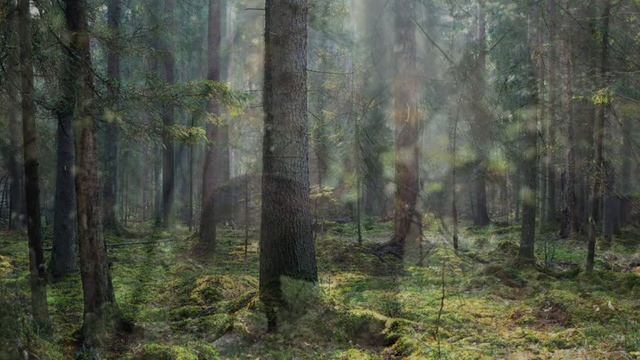 Mazurka de Salon OP.16 (F. Doppler) flute : Kirio Matsuda смотреть онлайн