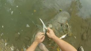 Сеть на голавлевой реке: Пшеха 2015