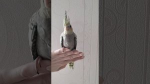 Птенец корелл, перловый мальчик, один месяц