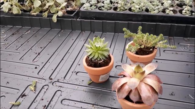 Суккуленты и Седум для интерьера В смотреть онлайн