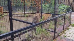 ТАЙГАН! МАМА ДАЛА ИНТЕРВЬЮ! На Грани ФАНТАСТИКИ! Арест Олега ЗУБКОВА