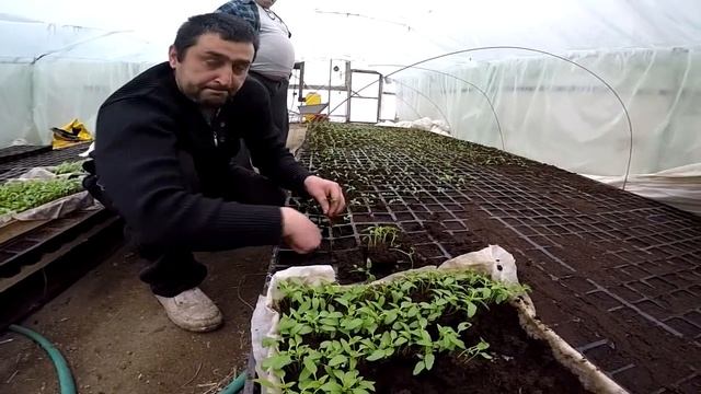 Перец в теплице - серия 1. Перец Даймос и Мохай (Esasem). Посев и пикировка. Рассада перца