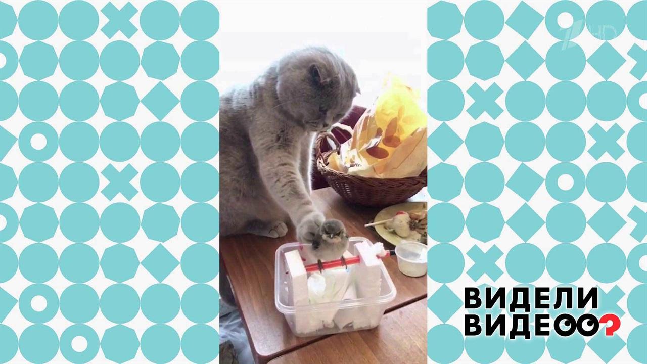 Кошка и ее пернатый друг. Видели видео? Фрагмент выпуска от 08.09.2019
