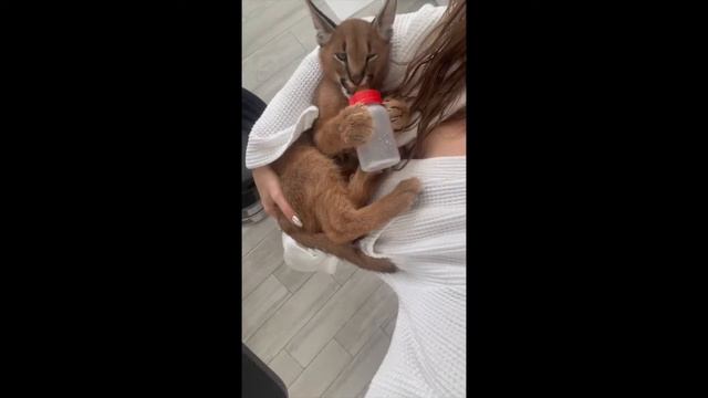 Наш игривый каракал Ювик. Our playful caracal Juve смотреть онлайн