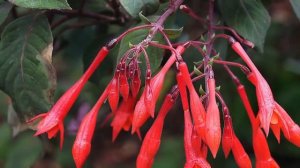 ФУКСИЯ – разнообразие видов и сортов! Вот Какими бывают  Фуксии!