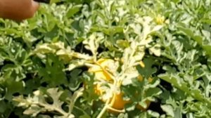 Дача 6 соток арбузы привитые на лагенарию. Первый арбуз.