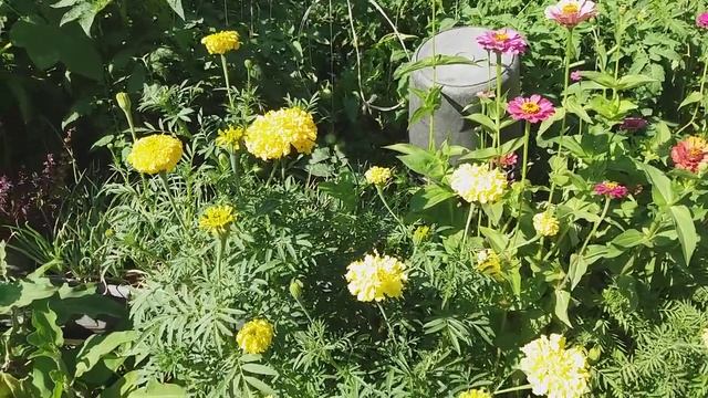 Желтый шар #желтый_шар #цветы смотреть онлайн