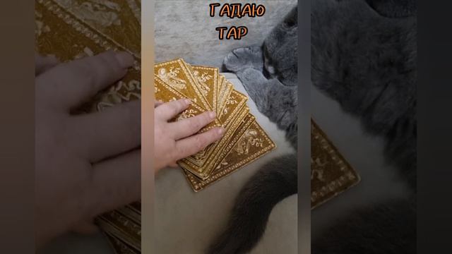 23 августа КАРТА ДНЯ ТАРО,гадаю онлайн,магия,помощь.#23августа #гадаюонлайн #магиявпомощь #