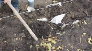 Как я укрываю виноград на зиму