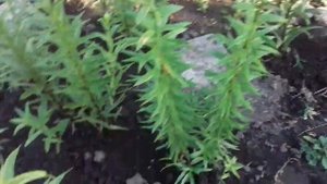 ЛИЛИИ ВО ВРЕМЯ БУТОНИЗАЦИИ.ВАЖНЫЕ ПОДКОРМКИ.