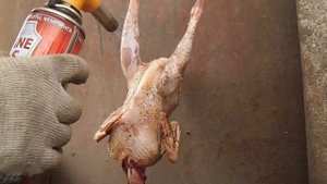 Опаливание кур