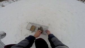 Решил попробовать разводить куропаток, посмотрим что получится.