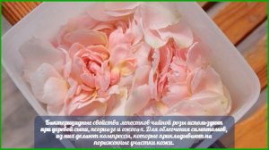 Полезные свойства чайной розы