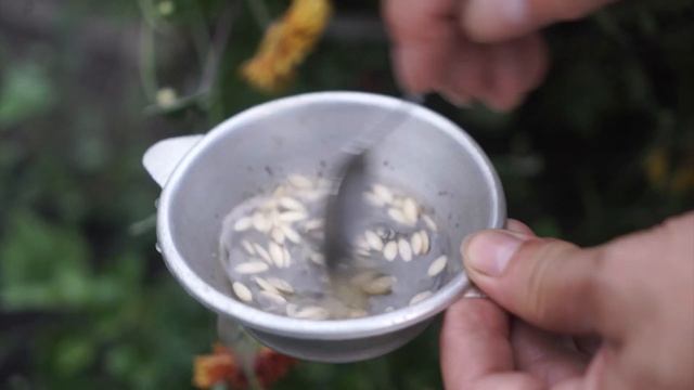 Как получить семена из огурца ? Собираем семена с огурца