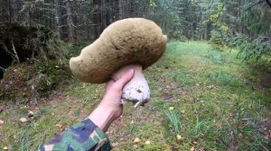 Самый Большой Белый Гриб в Мире