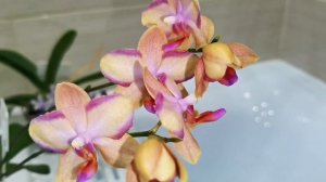 Орхидеи из Азии. Уход за подростками 2.5 для домашнего цветения.