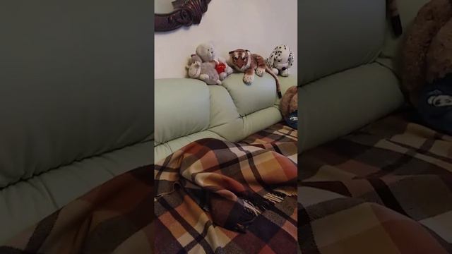 Такие прекрасные коты приходят в нашу жизнь. смотреть онлайн