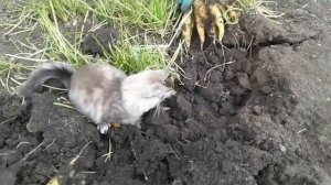 Морковь Жёлтая Для Плова. Сбор После  Эксперимента.