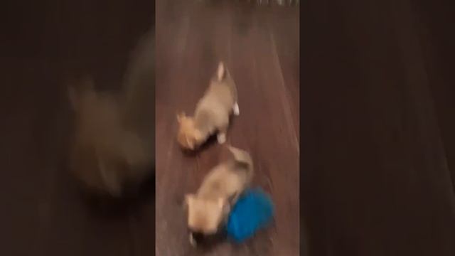 Встают ушки у щенков Чихуахуа смотреть онлайн