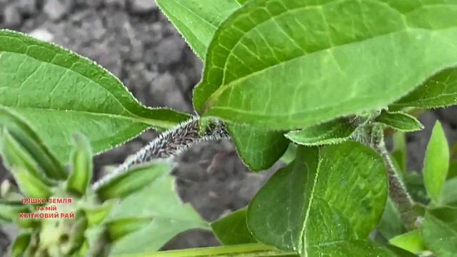 #ехінацея види та сорти Моя колекція, ч. 3 смотреть онлайн