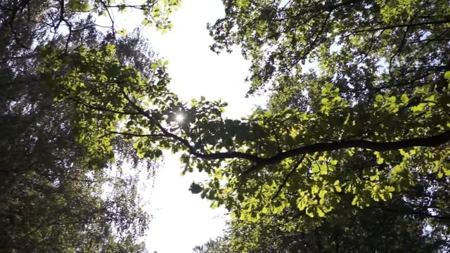 Футаж Новосибирский зоопарк 001182 смотреть онлайн