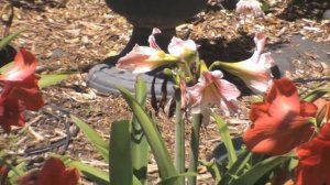 David's Mom's Amaryllis Garden