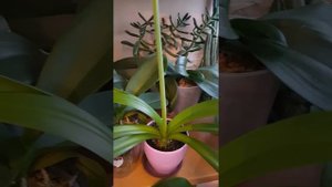 Расцвел необычный цветок Панкрациум?