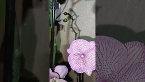 Стимулятор для цветения орхидей и не только "Секреты Тая"