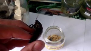 Мир тараканов