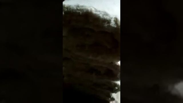 Макта туту . Тараз қаласы. Расчёс ваты . Город Тараз