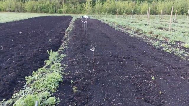 Делаем шпалеру под ежевику. Обзор участков. Отчет о проделанной на земле работе. смотреть онлайн