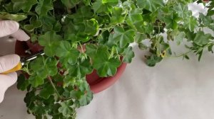 Обрезка плющелистной пеларгонии