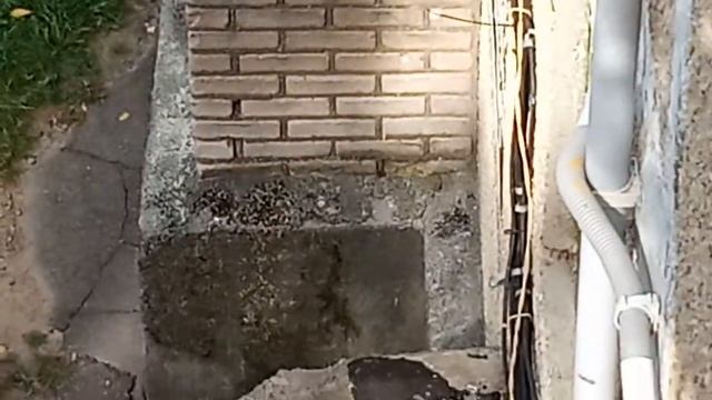 Осы как от них избавится смотреть онлайн