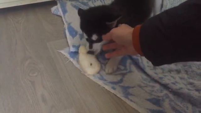 Черно белый черноглазый мальчик аляскинского кли кая - мини хаски смотреть онлайн