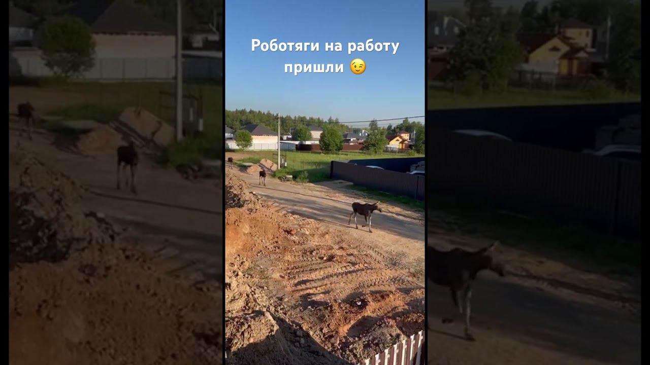 Новый вид строителей смотреть онлайн