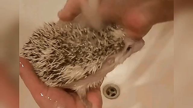 Как помыть ёжика смотреть онлайн