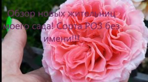 Обзор новых жительниц моего сада! Розы загадки без названия!