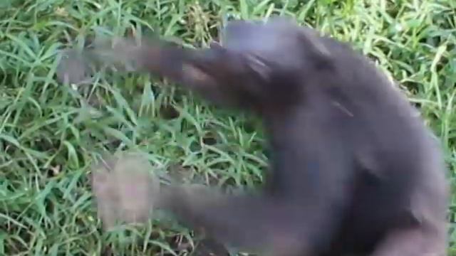 Мы в зоопарке в Тайланде в БАНГ КОКЕ часть 3 смотреть онлайн