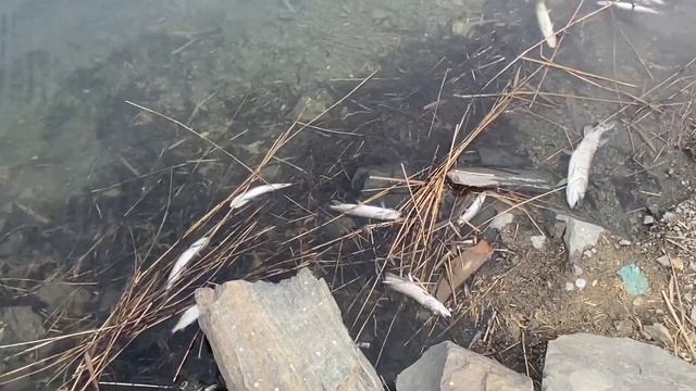 Замор на озере Багаряк, поселок Космаково.